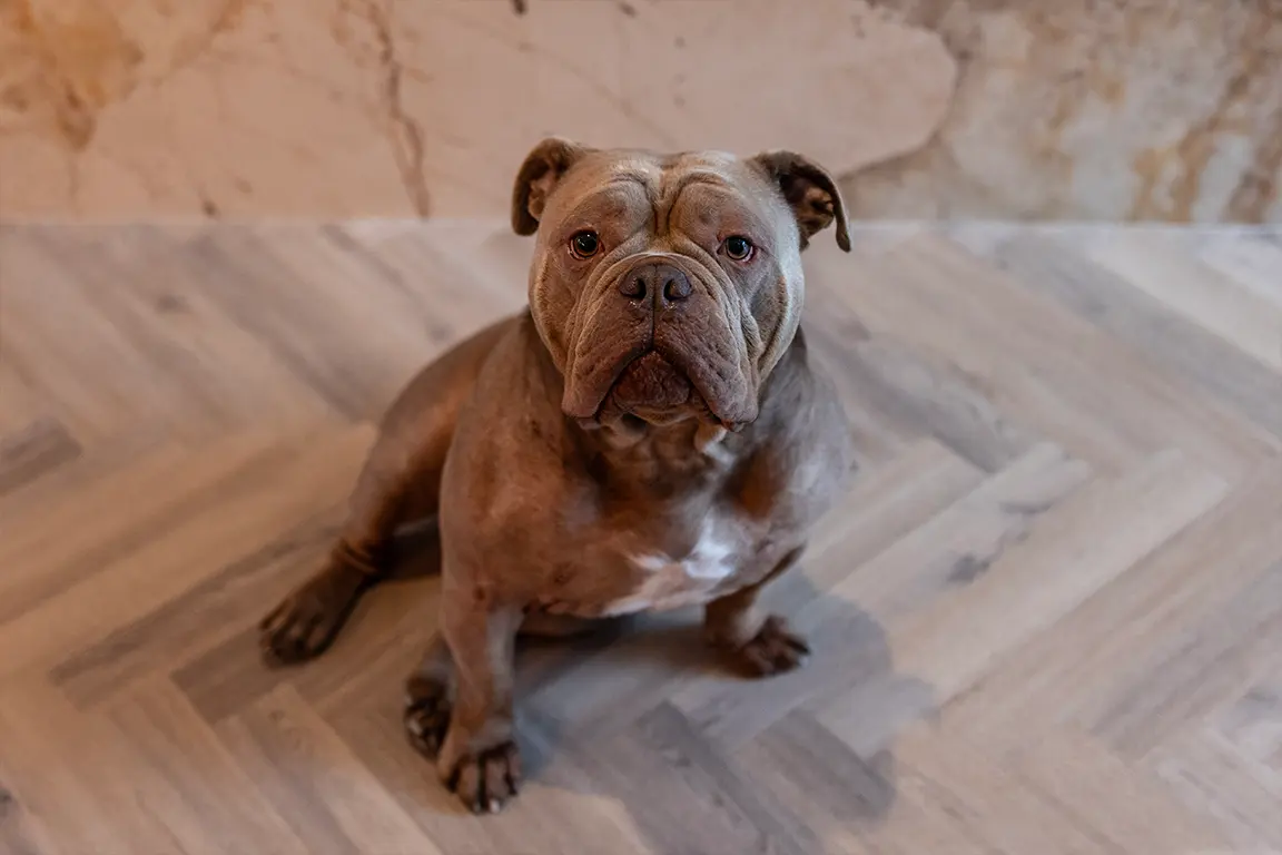 Buddy Guard Dog - About Us